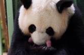 Во Франции родились панды-близнецы, заинтересовавшие семью главы КНР