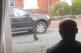 Черный кот перекрыл дорогу и отказался пропускать машины (ВИДЕО) 