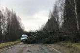 В России мощный ураган повалил десятки деревьев (ВИДЕО)