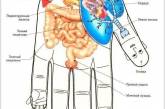 Как с помощью ладони воздействовать на внутренние органы