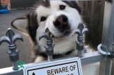 Подборка фото умилительных зверей за табличками «Осторожно, злая собака!»