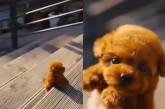 Крохотный щенок очаровал пользователей интернета () 