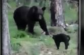 "Вася, нам не надо столько мяса": домашний кот прогнал медведя в лес (видео)