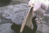 Голодные пеликаны, которые пытались съесть любую возможную еду (ФОТО)