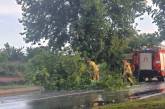 В Украине ночью бушевала непогода: повалены десятки деревьев (ВИДЕО)