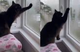 Кот нарисовал сердечко на окне и поразил соцсети (ВИДЕО)