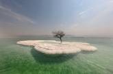 Дерево жизни — одинокое растение посреди Мертвого моря (ФОТО)