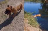 Пес, который обожает купаться стал звездой соцсетей (ВИДЕО)