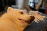 Забавные и милые собаки, которые поднимают настроение (ФОТО)