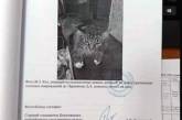 Кота сделали свидетелем в уголовном деле (ФОТО)