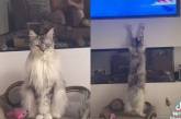 Реакция кошки на вирусную песню поразила Сеть ( ВИДЕО) 