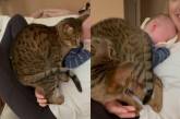 Кошка попыталась занять место ребенка, спящего на руках у мамы (ВИДЕО) 
