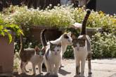 Японские уличные котики на снимках Масаюки Оки (ФОТО)