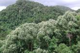 10 самых больших лесов на планете (ФОТО)