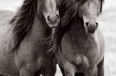 Снимки диких лошадей, живущих на одном из отдаленных островов мира (ФОТО)