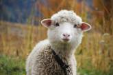 В Грузии молния убила 530 овец (ВИДЕО)
