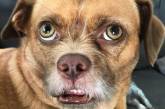 Забавный пес по кличке Бекон с необычной мимикой (ФОТО)