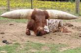 10 редких и необычных пород коров (ФОТО)