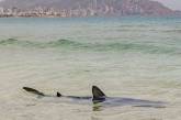 Акула подплыла к берегу и распугала отдыхающих на пляже людей (ВИДЕО)