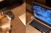 Котенок научился умываться благодаря видео урокам и стал звездой соцсетей (ВИДЕО) 
