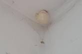 Девушка запечатлела загадочное «яйцо» на потолке и озадачила соцсети (ФОТО)