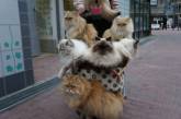Японец разгуливает по улицам с полной коляской котов (ФОТО)