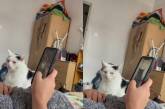 Ревнивый кот обиделся на хозяйку за просмотр других котов ( ВИДЕО)  