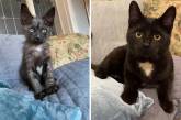 Котики на снимках до и после того, как они нашли любящих хозяев (ФОТО)