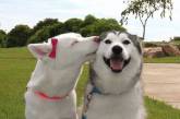 Улыбчивые собаки заряжают позитивом (ФОТО)