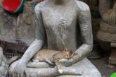 Коты — настоящие буддисты (ФОТО)