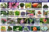 25 смертельно ядовитых комнатных растений