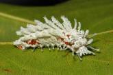 Сказочные превращения гусениц: до и после (ФОТО)