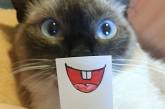 Забавные котики с нарисованными ртами (ФОТО)