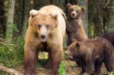 Семья медведей навестила туристов в шведском лесу