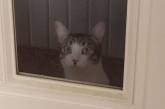 Коты, чьи безумные проделки доказывают, что смекалки у них не занимать (ФОТО)