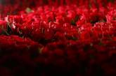 Китайский жених подарил невесте 99999 алых роз