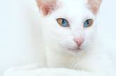 Кошка с двойным цветом глаз стала звездой соцсетей (ВИДЕО)