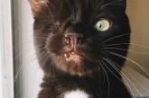 Кот-пират с устрашающим видом и добрым сердцем (ФОТО)