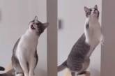 Кот рассмешил попытками поймать солнечного зайчика (ВИДЕО) 