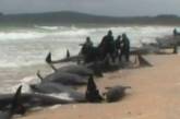 73 кита выбросились на берег Новой Зеландии  
