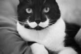 Стильные коты с усами и бородами (ФОТО)