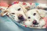 Красивые фотографии о дружбе собак (ФОТО)