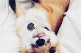 Счастливая лиса Джунипер покоряет Instagram (ФОТО)