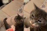 Кошка устроила «истерику» из-за вкусняшки (ВИДЕО) 