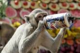 В Японии ищут обезьяну, покусавшую 47 человек