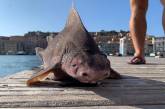 Рыбаки поймали акулу с мордой свиньи
