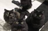 Чёрные котики приносят радость и умиление на снимках (ФОТО)
