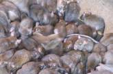 Столицу моды атаковали многомиллионные полчища крыс