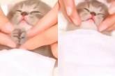 Крохотный котенок показал, как надо отдыхать на спа-процедурах ( ВИДЕО) 
