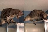 Любопытный кот застрял на душевой кабине в смешной позе (ВИДЕО) 
